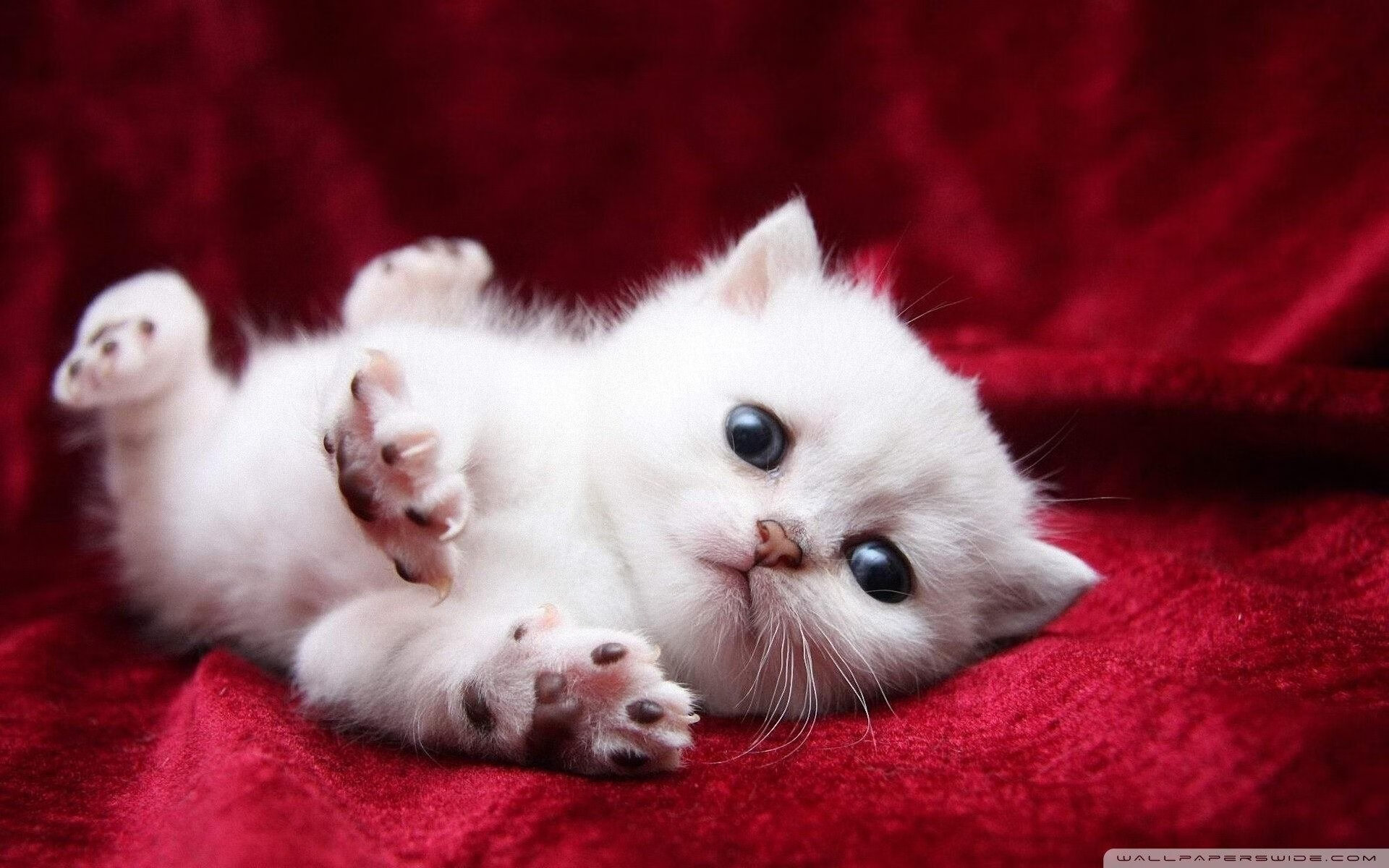 南美风暴席卷欧洲,苏亚雷斯爆发撕裂智利式防守,多特蒙德体系遭战术锁死